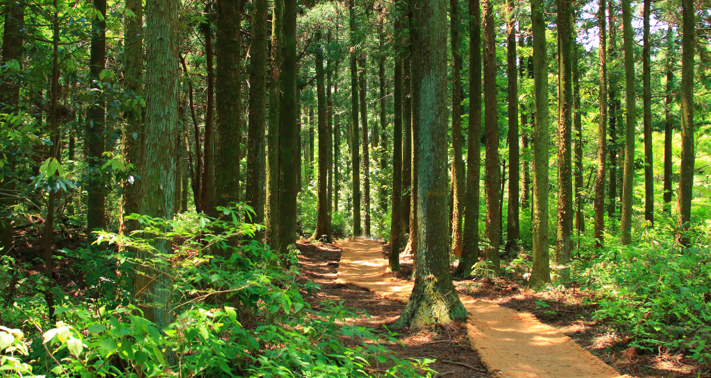 Wandeling in bos en plakoksels